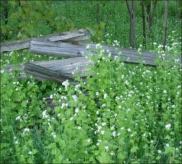 Garlic Mustard