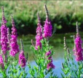 Purple Loosestrife