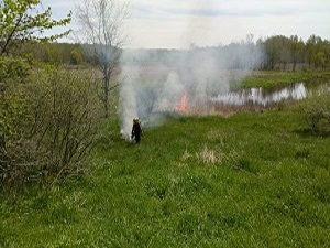 Controlled burns at Lakeshore Park to control phragmities