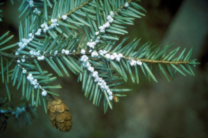 Hemlock Wolly Adelgid