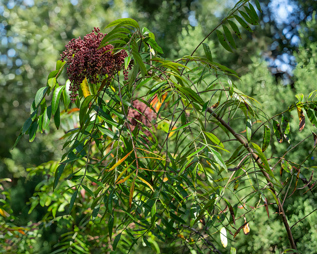 Shining Sumac