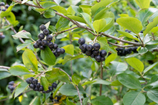Black Chokeberry