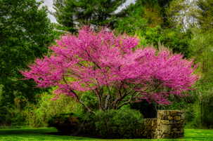 Eastern Redbud