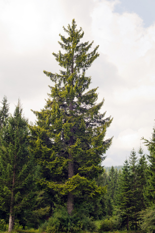 Norway Spruce