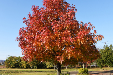 Sweetgum