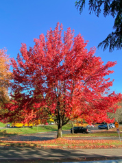 Red Maple Tree