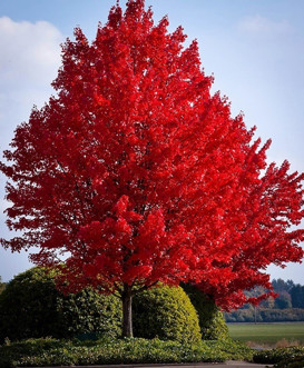 Red Maple Tree