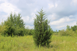 Eastern Redcedar