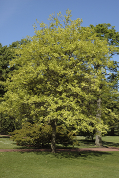 Pin Oak
