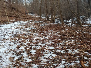 Rotary Park - Japanese Knotweed removal