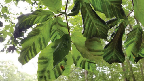 Beech Leaf Disease