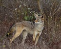 Coyote