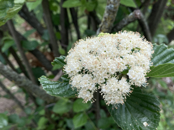 Arrowwood Viburnum
