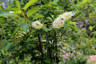 Chokecherry