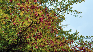 Thornless Cockspur Hawthorn