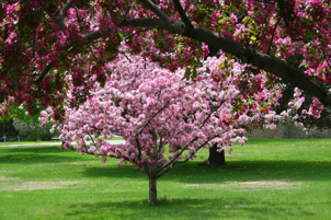 Flowering Crabapple