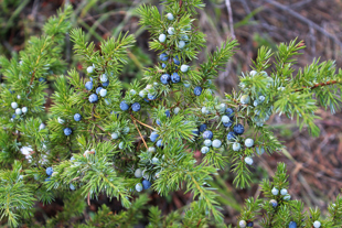 Common Juniper