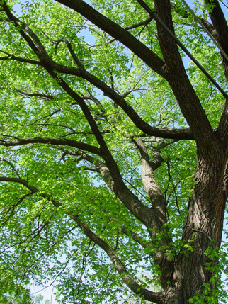 American Elm (Disease resistant cultivars)