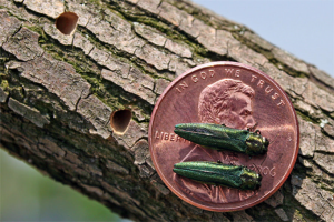 Emerald Ash Borer