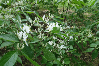 Bush Honeysuckle
