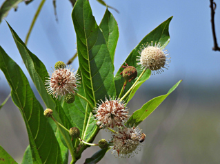 Buttonbush