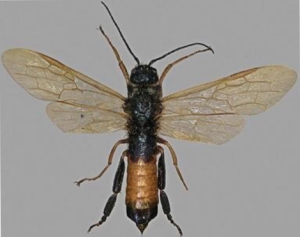 Sirex Woodwasp