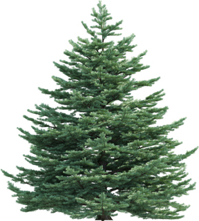 Concolor Fir