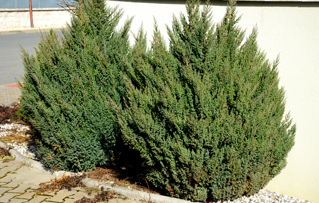 Chinese Juniper